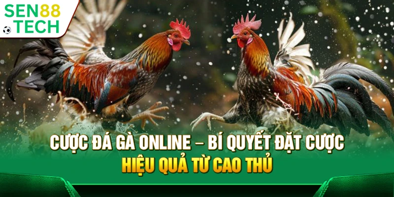 Cược đá gà online – Bí quyết đặt cược hiệu quả từ cao thủ