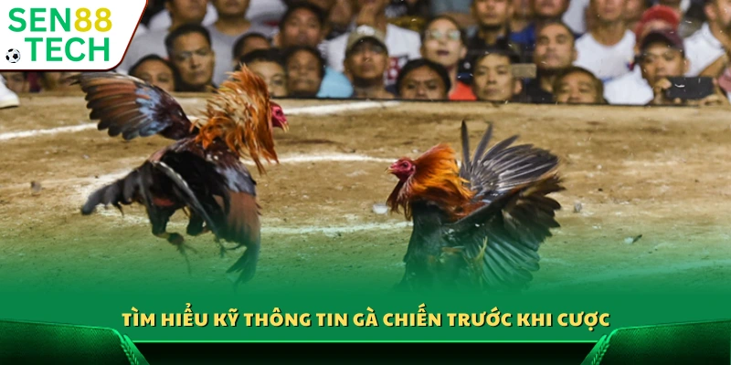 Thu thập đầy đủ thông tin về gà chọi trước khi đặt cược