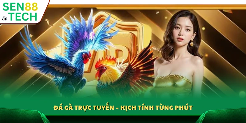 Giới Thiệu Sen88 3 Đá gà online – Căng thẳng từng giây