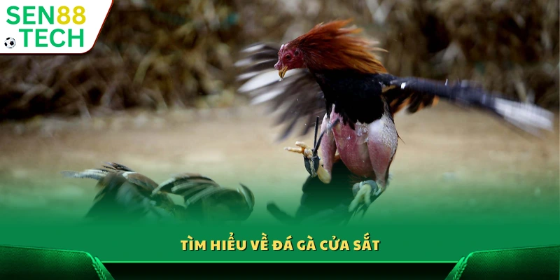 Kinh nghiệm đá gà cửa sắt – Thông tin hữu ích cho người mới 2 Khám phá hình thức đá gà cửa sắt truyền thống