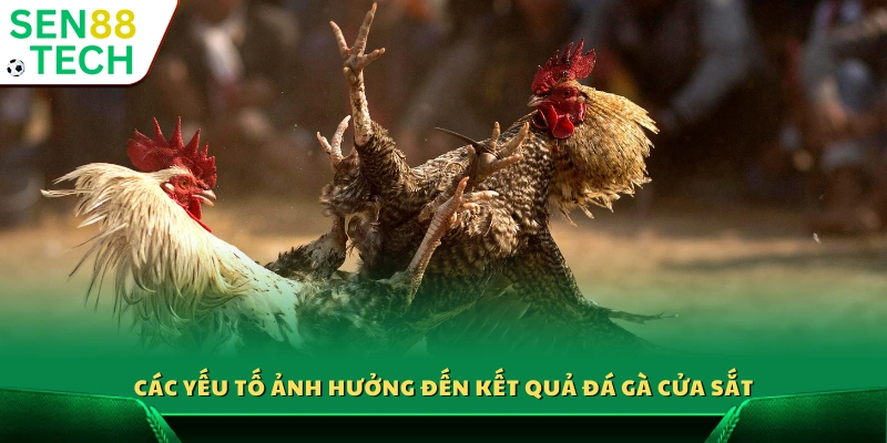 Kinh nghiệm đá gà cửa sắt – Thông tin hữu ích cho người mới 3 Những yếu tố quyết định kết quả trận đá gà cửa sắt