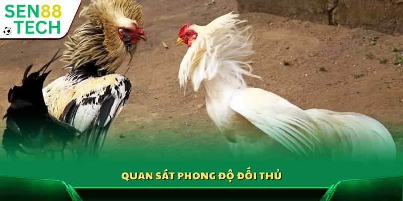 Kinh nghiệm đá gà cửa sắt – Thông tin hữu ích cho người mới 4 kinh nghiệm đá gà cửa sắt là theo dõi khả năng thi đấu